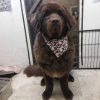 Giant Breeds