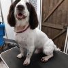 Medium Breeds