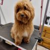Puppies (All Breeds)